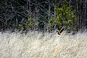 _MG_8859 harrier hunting.jpg