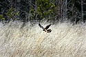 _MG_8860 harrier hunting.jpg