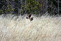 _MG_8863 harrier hunting.jpg