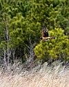 _MG_8879 harrier.jpg