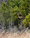 _MG_8880 harrier.jpg
