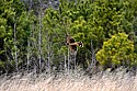 _MG_8881 harrier.jpg