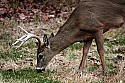 _MG_8939 Whitetail Buck.jpg