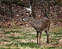 _MG_8949 Whitetail Buck.jpg