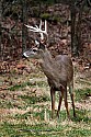 _MG_8965  Whitetail Buck.jpg