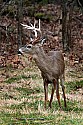 _MG_8977 Whitetail Buck.jpg