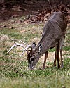 _MG_8995  Whitetail Buck.jpg