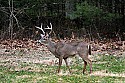 _MG_9042 Whitetail Buck.jpg