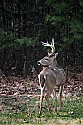 _MG_9076 Whitetail Buck.jpg