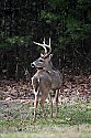 _MG_9082 7-point whitetail buck.jpg