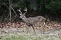 _MG_9095 7-point whitetail buck.jpg