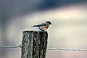 _MG_9211 female bluebird.jpg
