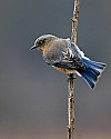 _MG_9251 female eastern bluebird.jpg
