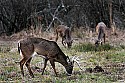 _MG_9327 whitetail bucks.jpg