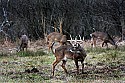 _MG_9366 Whitetail Bucks grazing.jpg