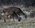 _MG_9524 whitetail bucks.jpg