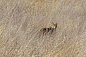 Cades Cove, Great Smoky Mountains National Park 125 coyote in tall grass.jpg