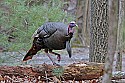 Cades Cove, Great Smoky Mountains National Park 165 tom turkey.jpg