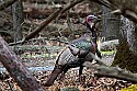 Cades Cove, Great Smoky Mountains National Park 171 tom turkey.jpg