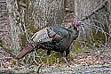 Cades Cove, Great Smoky Mountains National Park 217 tom turkey.jpg