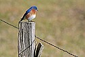 Cades Cove, Great Smoky Mountains National Park 243 bluebird.jpg