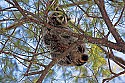 Cades Cove, Great Smoky Mountains National Park 355 raccoon in tree.jpg