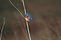 Cades Cove, Great Smoky Mountains National Park 444 bluegird.jpg