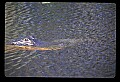 10001-00002-American Alligator.jpg