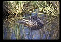 10001-00003-American Alligator.jpg