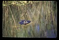 10001-00004-American Alligator.jpg