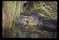 10001-00006-American Alligator.jpg