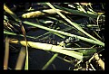 10001-00008-American Alligator.jpg