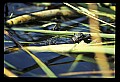 10001-00014-American Alligator.jpg