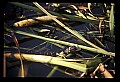 10001-00015-American Alligator.jpg