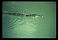 10001-00016-American Alligator.jpg