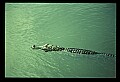 10001-00017-American Alligator.jpg