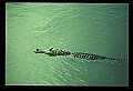 10001-00018-American Alligator.jpg
