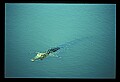 10001-00019-American Alligator.jpg