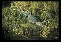 10001-00020-American Alligator.jpg