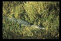 10001-00022-American Alligator.jpg