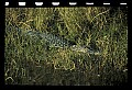 10001-00024-American Alligator.jpg