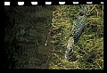 10001-00025-American Alligator.jpg