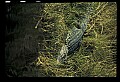 10001-00026-American Alligator.jpg