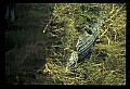 10001-00027-American Alligator.jpg
