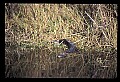 10001-00028-American Alligator.jpg