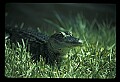 10001-00029-American Alligator.jpg