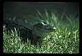 10001-00030-American Alligator.jpg