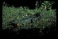 10001-00033-American Alligator.jpg