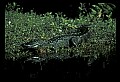 10001-00039-American Alligator.jpg