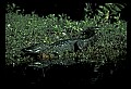 10001-00040-American Alligator.jpg